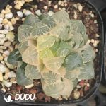 Haworthia Kanto Purple Variegated