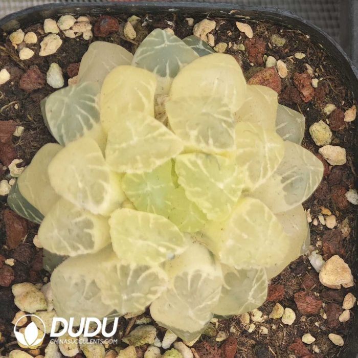 Haworthia Kanto Purple Variegated - Image 2