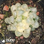 Haworthia cooperi var. truncata variegated