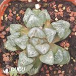 Haworthia Silver Turtle Da - Image 2