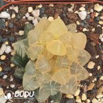 Haworthia Tian Huang - Image 2