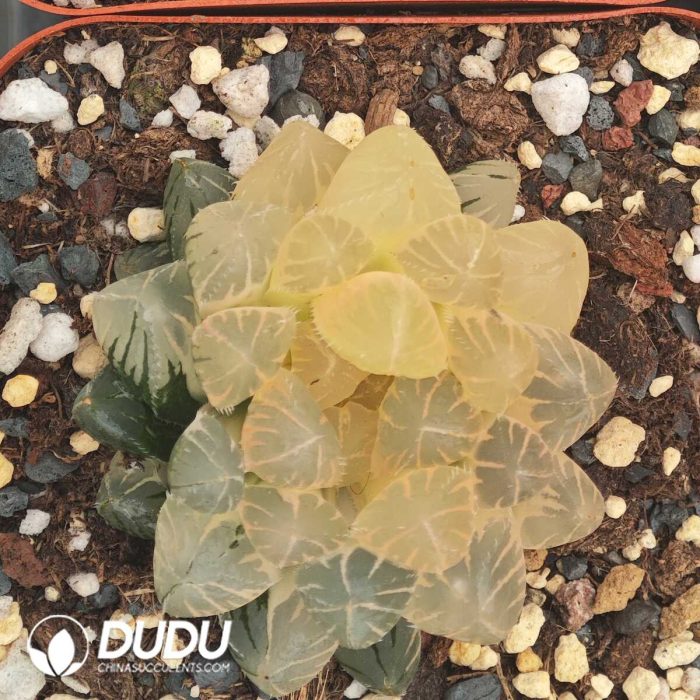 Haworthia Tian Huang - Image 2