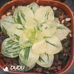 Haworthia Red Mansion