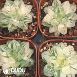 Haworthia Red Mansion - Image 2