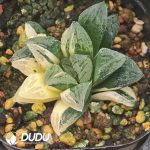 Haworthia Hairy crab Variegated - Image 2