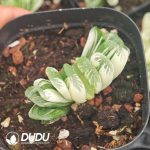 Haworthia Jade fan Variegated