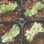 Haworthia Jade fan Variegated - Image 2