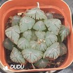 Haworthia Crystal Gyokuro