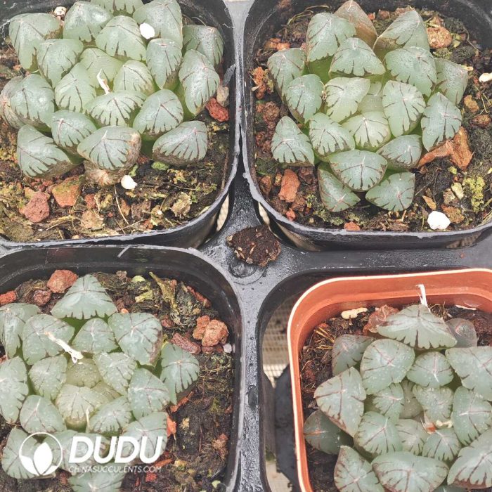 Haworthia Crystal Gyokuro - Image 2