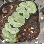 Haworthia Glutinous window jade fan