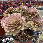 Aeonium Pink Daisy Clustering (cutted)