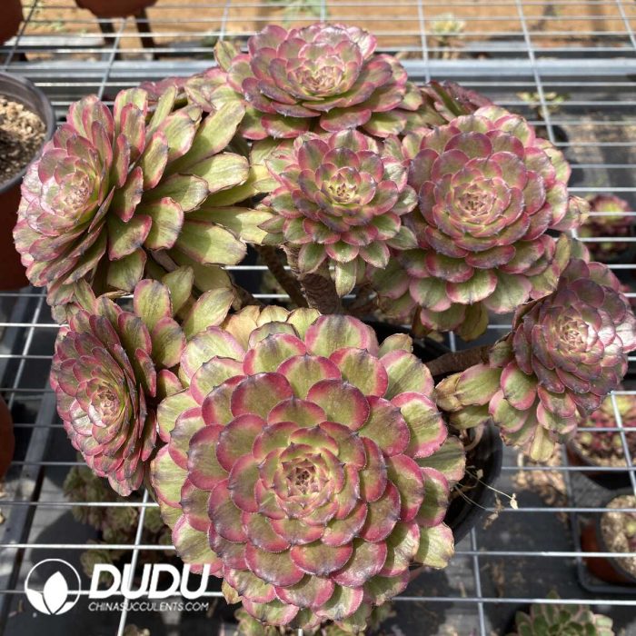Aeonium Pink Daisy Clustering (cutted) - Image 2