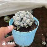 Astrophytum Myriostigma var. Columnare Grafted - Image 2