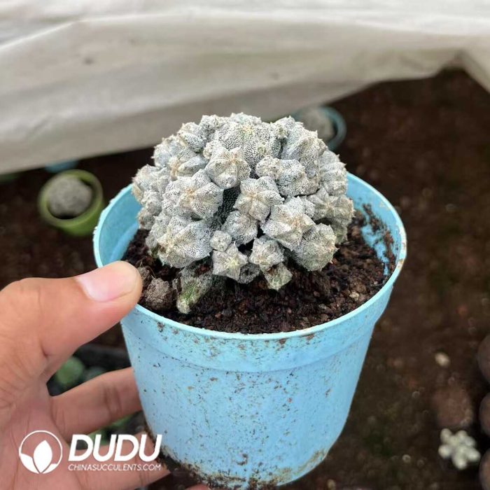 Astrophytum Myriostigma var. Columnare Grafted - Image 2