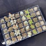 DUDU Crassula Collection - Image 2