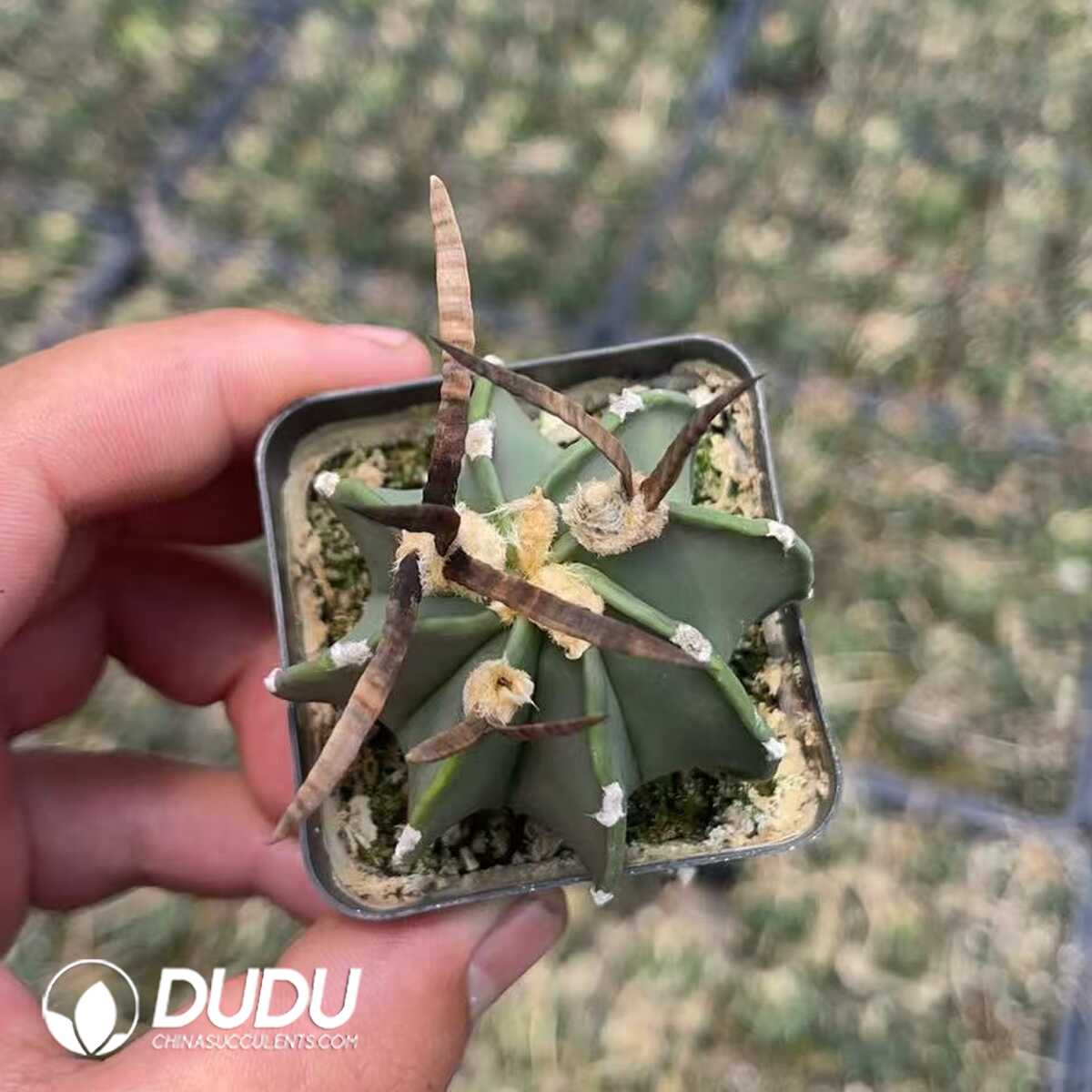 1750320162-e201.jpg Boutique Astrophytum capricorne crassispinum - Image 1