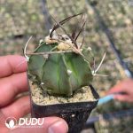 Normal Astrophytum capricorne crassispinum - Image 2
