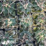 Normal Astrophytum capricorne crassispinum - Image 3