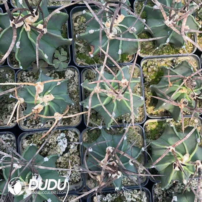 Normal Astrophytum capricorne crassispinum - Image 3