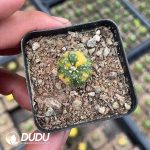 Astrophytum myriostigma Variegated