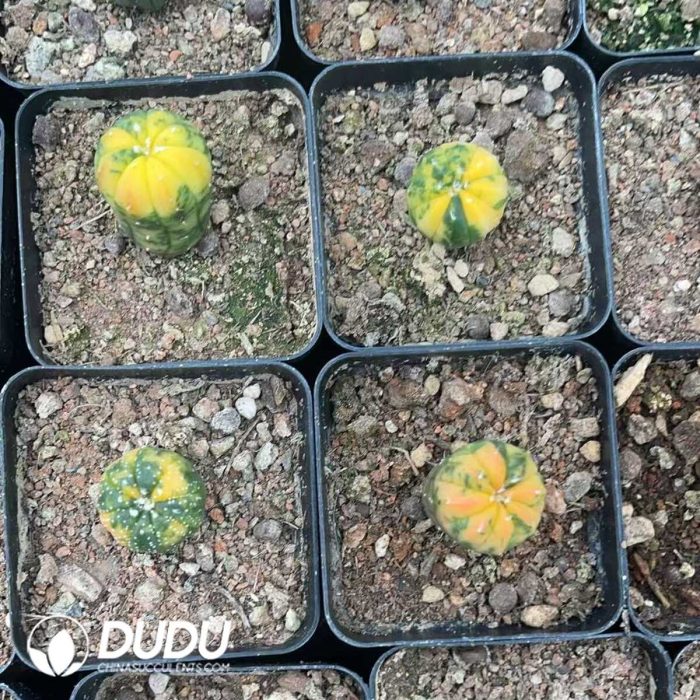 Astrophytum myriostigma Variegated - Image 3