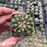 Discocactus Cat's Paw