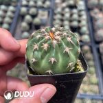 Discocactus Cat's Paw - Image 2