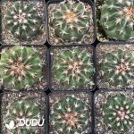 Discocactus Cat's Paw - Image 3