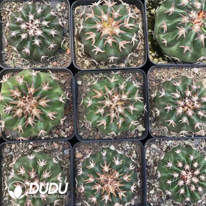 Discocactus Cat's Paw - Image 3