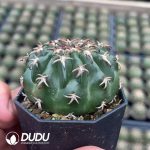 Discocactus Cat's Paw - Image 2