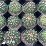 Discocactus Cat's Paw - Image 3