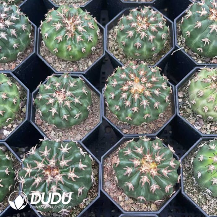 Discocactus Cat's Paw - Image 3