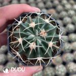 Echinocactus texensis f.