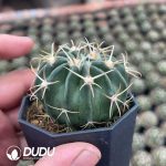 Echinocactus texensis f. - Image 2