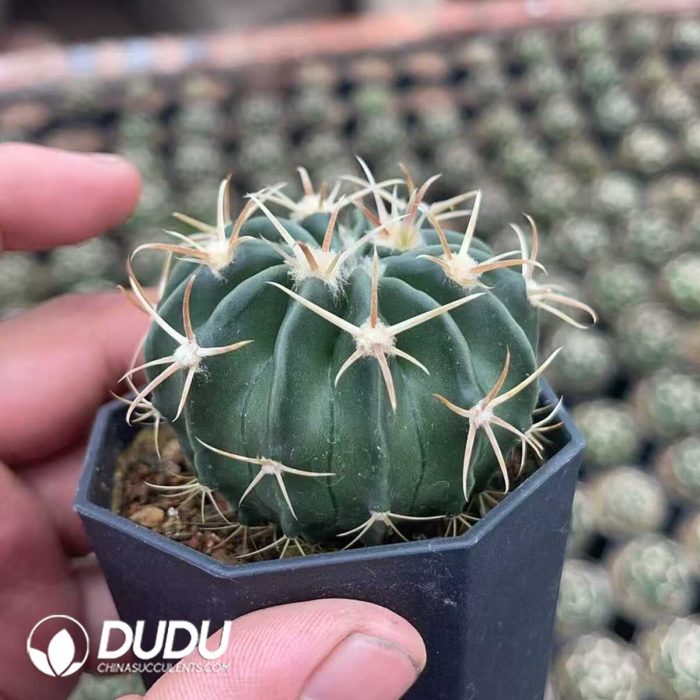 Echinocactus texensis f. - Image 2