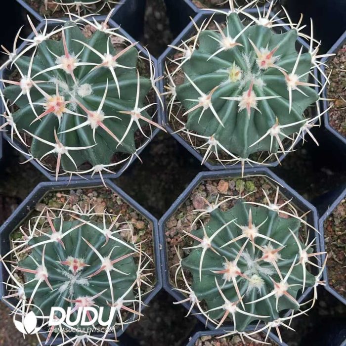 Echinocactus texensis f. - Image 3