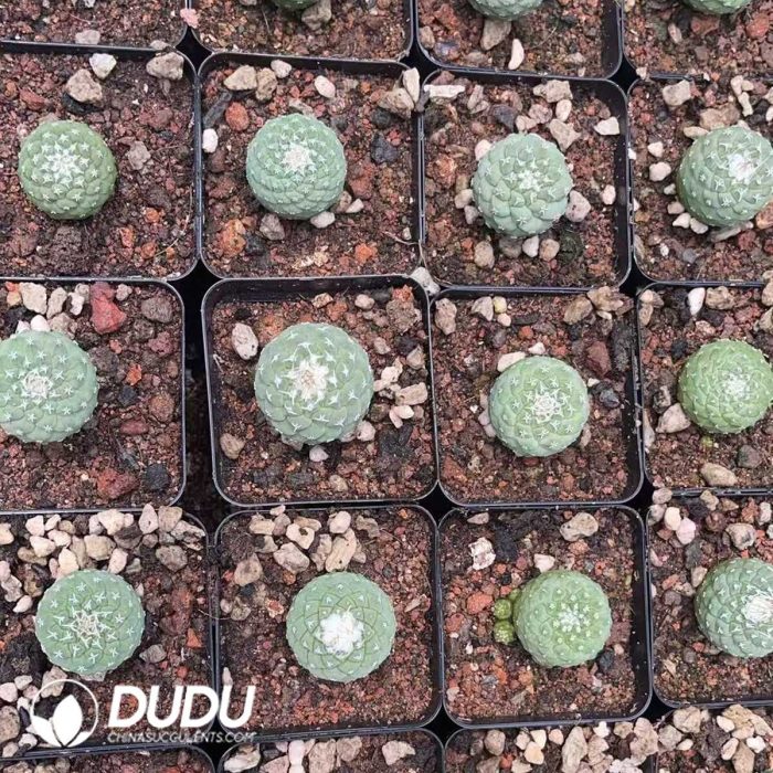 Strombocactus disciformis - Image 3