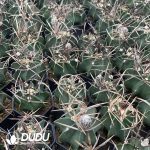 Normal Astrophytum capricorne crassispinum - Image 2