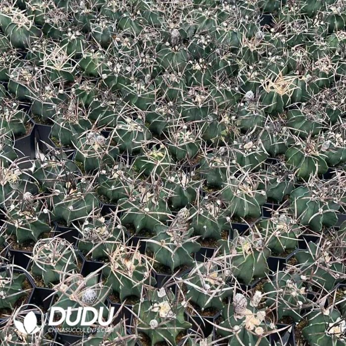 Normal Astrophytum capricorne crassispinum - Image 3