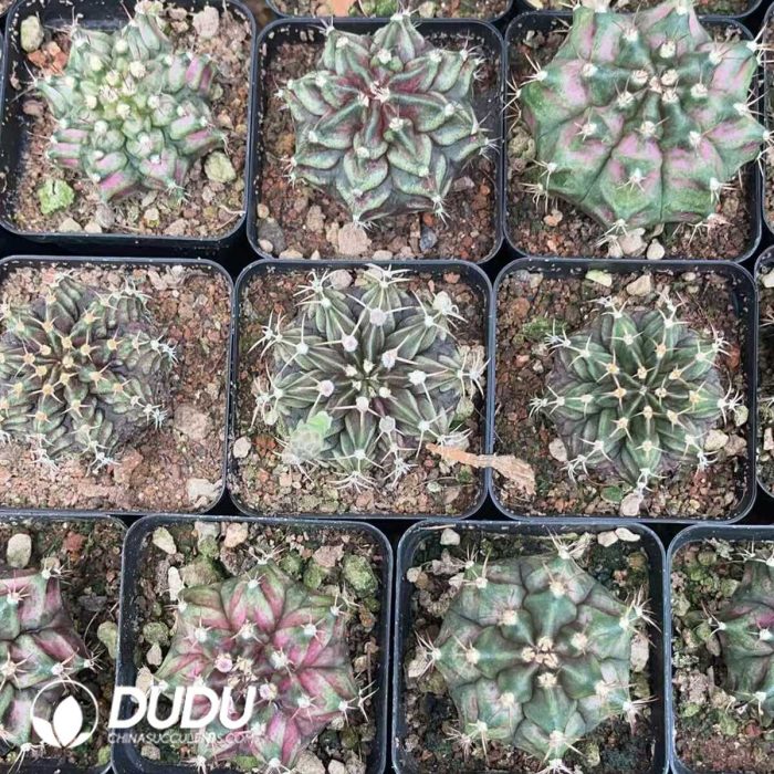 Gymnocalycium friedrichii (Werderm.) H. Till & Amerhauser - Image 3