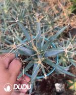 Leuchtenbergia principis