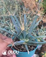 Leuchtenbergia principis - Image 2