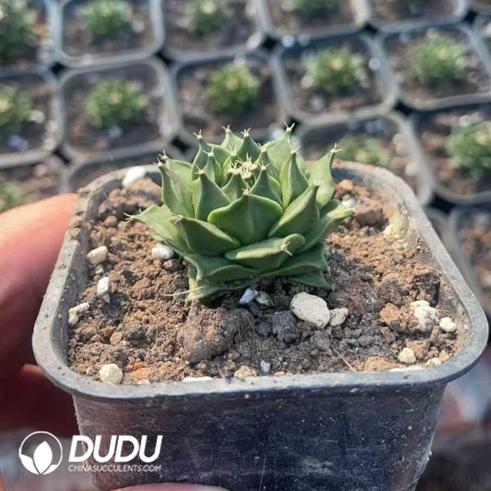 Obregonia denegrii - Image 2