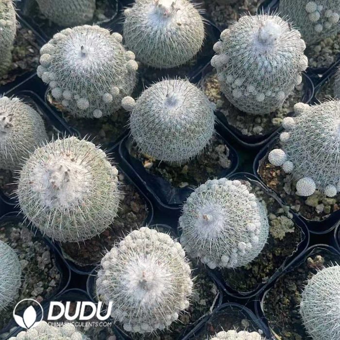 Epithelantha unguispina - Image 3