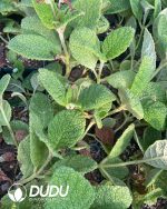 Sinningia bullata - Image 3