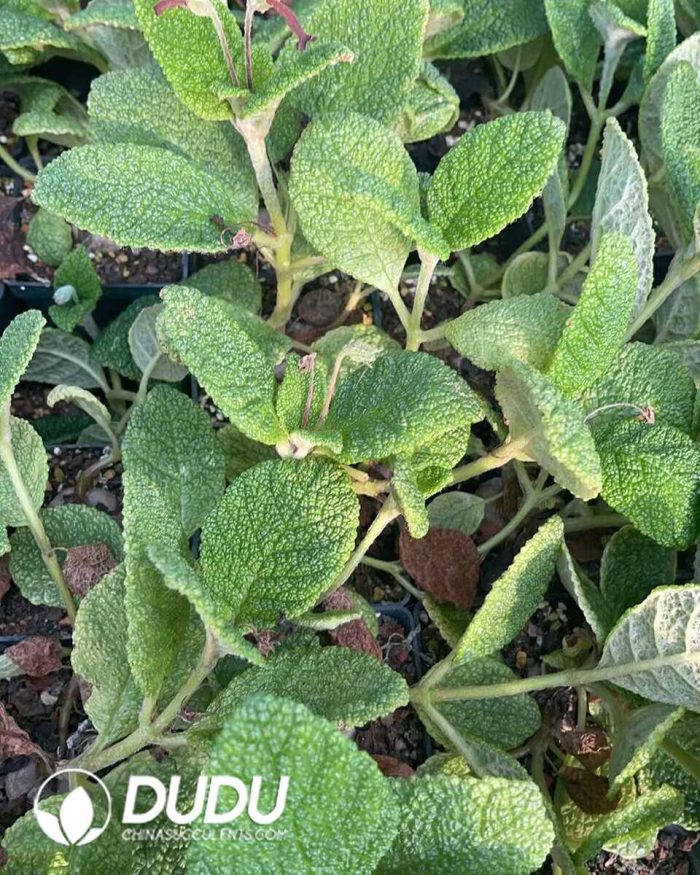 Sinningia bullata - Image 3