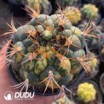 Gymnocalycium saglionis variegated