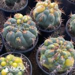 Gymnocalycium saglionis variegated - Image 3