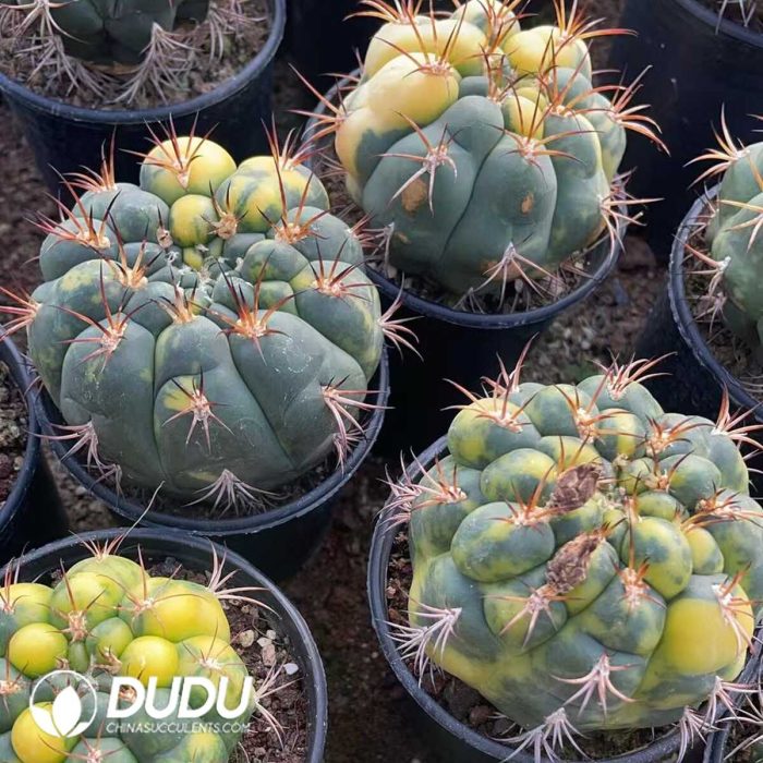Gymnocalycium saglionis variegated - Image 3
