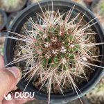 Melocactus macrocanthos Var.sinilis